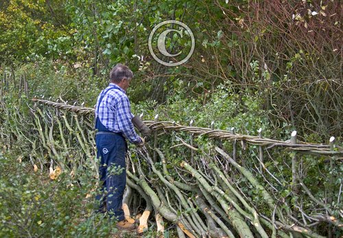 Layed Hedge Midland Style DM1385